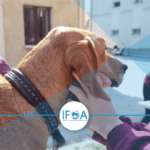 cours de pratiques ostéopathie animale avec un chien