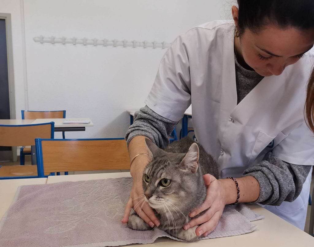 ostéopathie animale sur chat