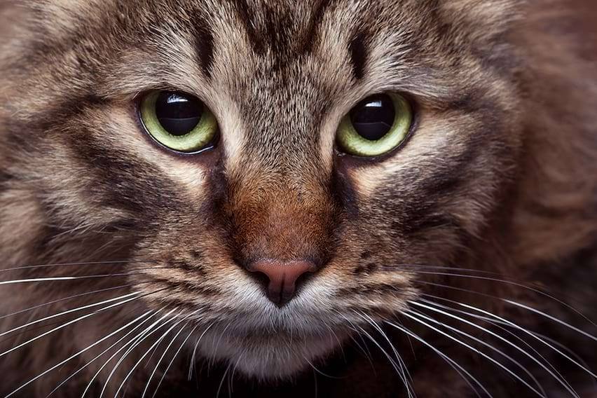 magnifique yeux de chats