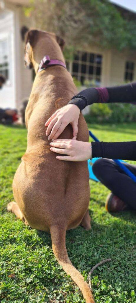 IFOA Barcelone cours de pratique osteopathie canine avec etudiant en osteopathie animale