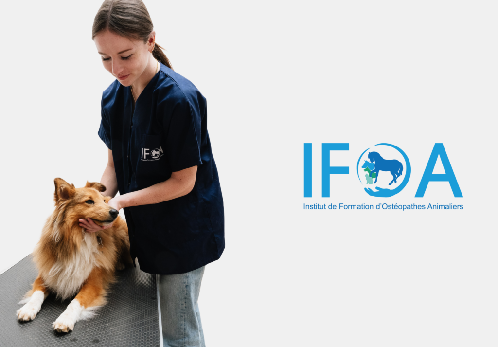 consultation ostéopathie animale