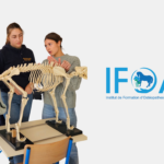 Différence entre vétérinaire et ostéopathe pour animaux