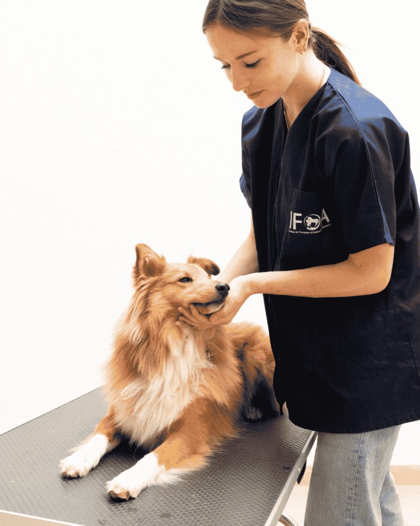 IFOA Lille école ostéopathie animale élèves