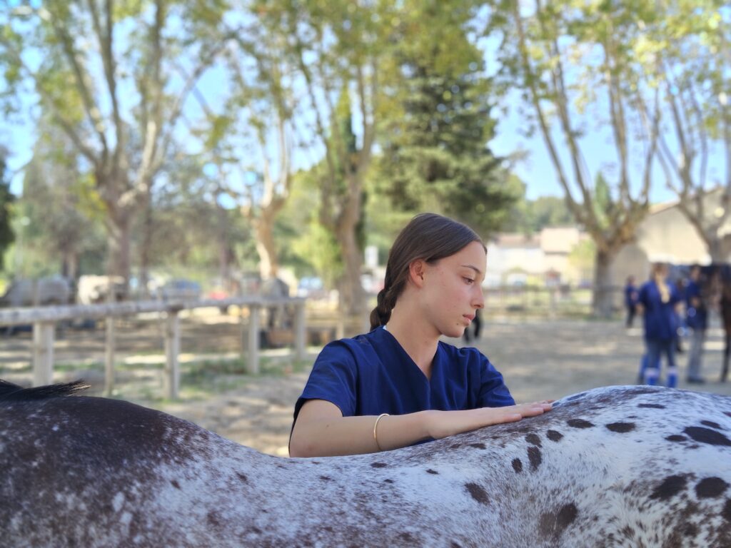IFOA Nantes école ostéopathie animale cheval
