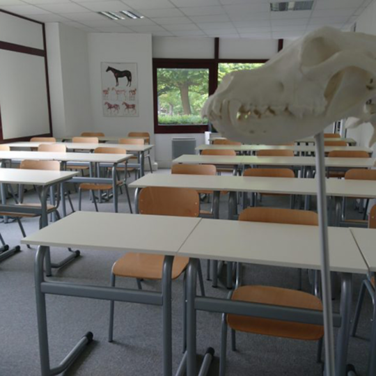 école d'ostéopathie animale Namur